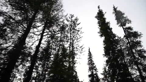 Experience the Majestic Forest Canopy in a Tranquil Wilderness Filled with Видео 314044174