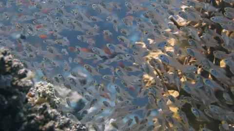 Experience the mesmerizing dance of glass fish in the vibrant Red Sea Video stock 298933621