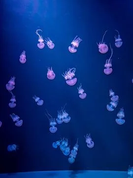 Experience the mesmerizing display of jellyfish gliding gracefully through the Stock Photos
