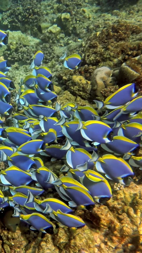 Experience the mesmerizing sight of a vibrant school of colorful fish swimming Stock Footage 320386970