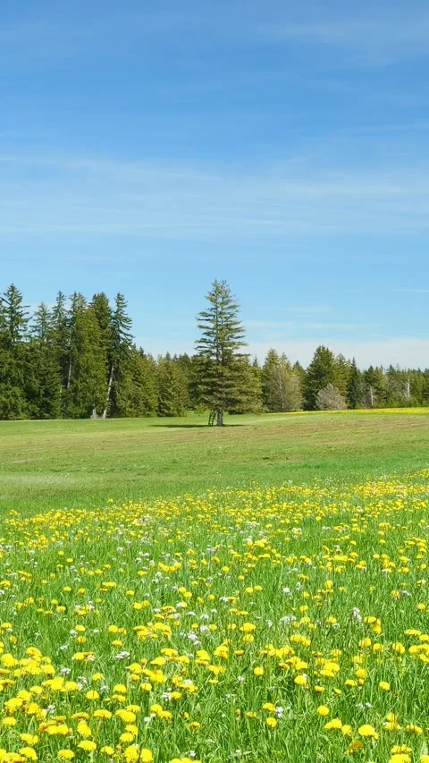 Experience the Peaceful Charm of Spring in a Timelapse with Green Meadows, Bl Stock Footage 309225646