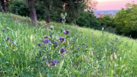Experience peaceful serenity in a meadow at sunset with vibrant purple Stock Footage 276847821