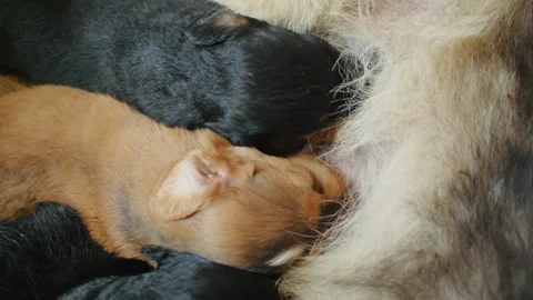 Experience the precious bond between a German Shepherd and Husky mix dog and her Stock Footage 244319151