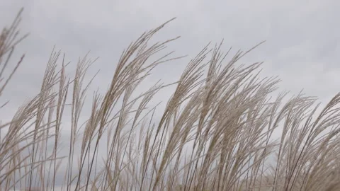 Experience the Serene Dance of Tall Grass Swaying Gracefully Under a Cloudy Sky Stock Footage 318517978