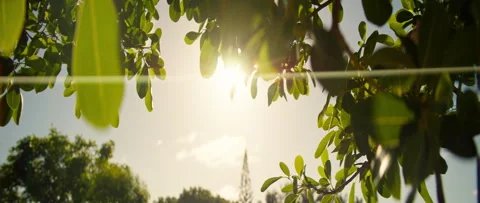 Experience a serene park with sunlight, trees, and calm beauty Stock Footage 314574790