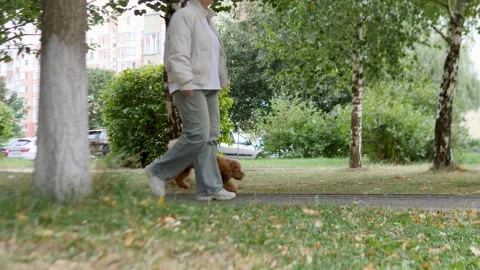 Experience a Serene Park Walk with Your Beloved Pet in a Beautiful Autumn Stock Footage 319074975