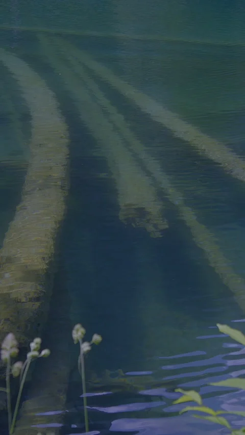 Experience the Serene Reflection of Nature with Underwater Elements in bold Stock Footage 288654393