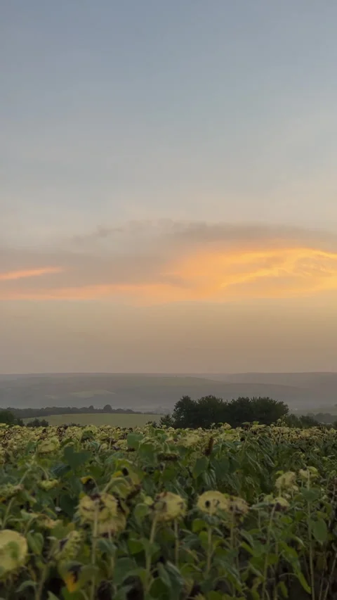 Experience the Serene Sunset Casting a Glowing Aura Over Spectacular Sunflower Stock-Footage 306077378