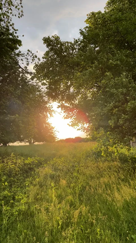 Experience the Serene Sunset Through Beautifully Lush Green Trees and Natures Stock-Footage 306093103