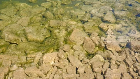 Experience the Serenity of Alpine Waters with Crystal Clear Lakes, Small Fish Stock Footage 309197792