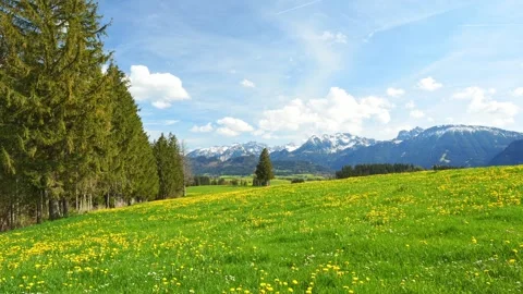 Experience the Serenity of a Spring Meadow with Dandelions and Blue Sky Timel Stock Footage 309178833