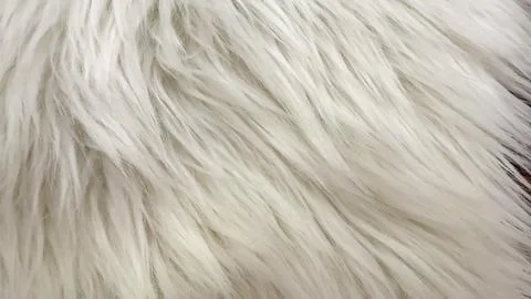 Experience the Soft White Fur Texture that is Perfect for Stylish Media Bac.. Stock Photos