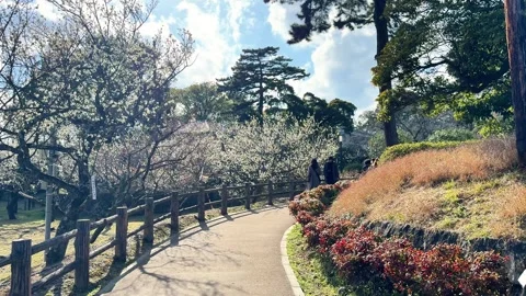 Experience Spring Cherry Blossoms at Historic Odawara Castle Pathway Vídeo Stock 331198452