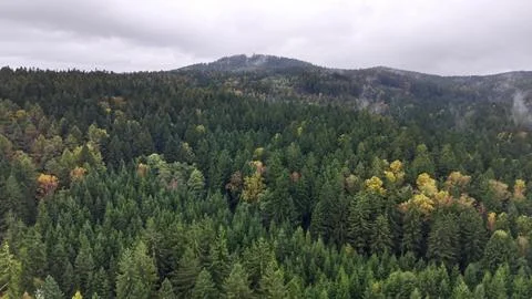 Experience a stunning aerial view of a dense forest filled with vibrant autumn Stock Photos