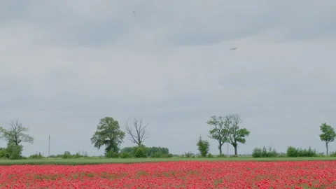 Experience the stunning and vibrant fields of beautiful poppies blooming under a Stock Footage 315859796