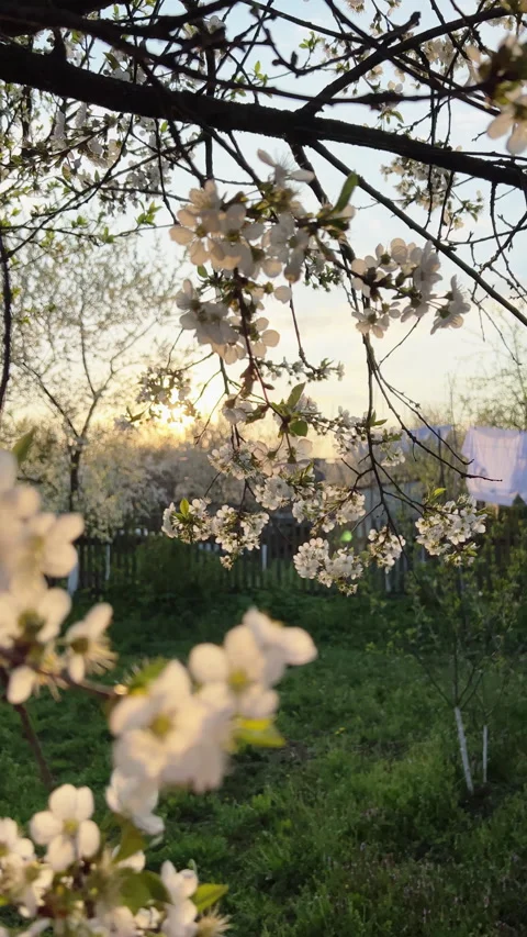 Experience the stunning Cherry Blossom Frames at sunset during the delightful Video stock 306087212