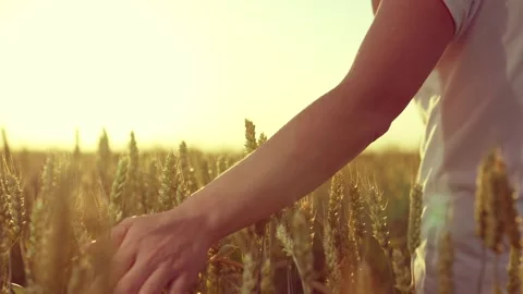 Experience the taste of pure, organic goodness with Hand Wheat Immerse yourself Stock Footage 245083707