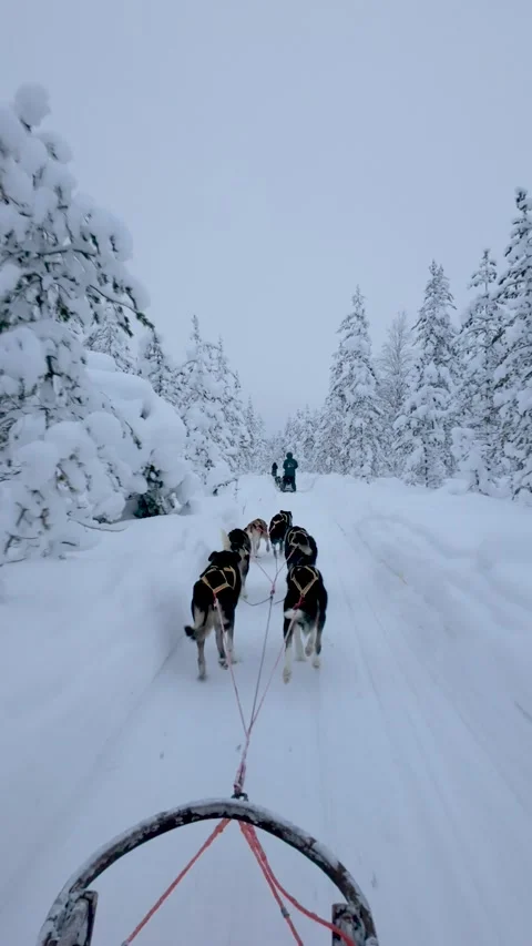 Experience the thrill of dog sledding through snowy landscapes in Akaslompolo 스톡 동영상 337368397