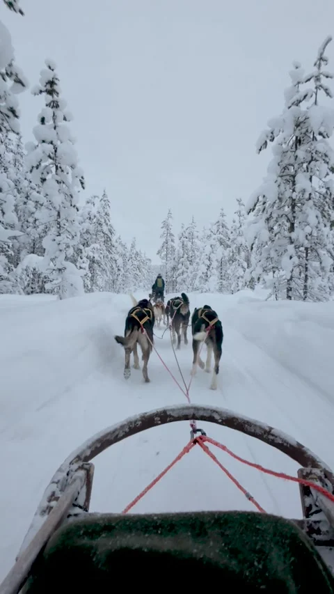 Experience the thrill of dog sledding through snowy akaslompolo in lapland 스톡 동영상 337375734