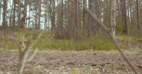 Experience the Thrill of a Dynamic OffRoad Adventure through Beautiful Forest Stock Footage 310514433