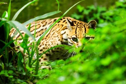 Experience the thrill of encountering the elusive Ocelot(Leopardus pardalis) as Foto stock