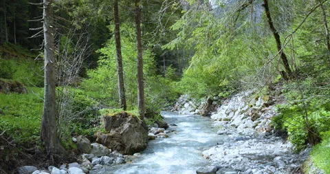 Experience the tranquil flow of a mountain creek surrounded by lush green trees Video stock 314082961
