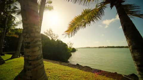 Experience a tranquil paradise with palm trees by a serene water Stock Footage 313823313