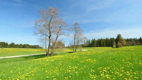 Experience the Tranquil Timelapse of a Majestic Tree, Lush Green Grass, and D Stock Footage 309184642