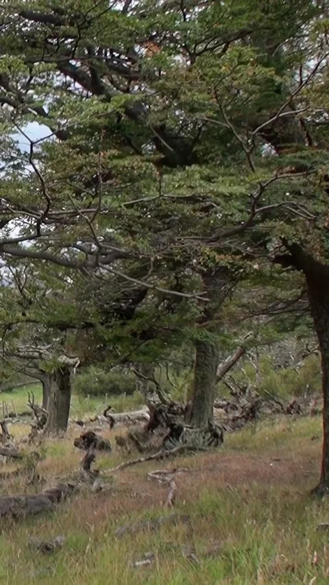 Experience the tranquility of Los Alerces National Park in Patagonia Stock Footage 299548887