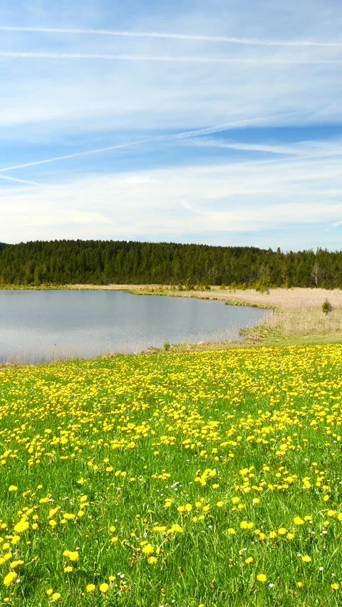 Experience the tranquility of a mountain lake with crystal-clear waters, lush Stock Footage 309221664