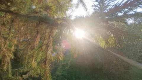 Experience the tranquility of nature with sunlight streaming through evergree Stock Photos
