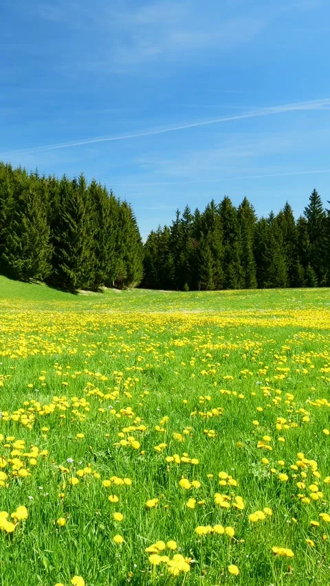 Experience the Tranquility of Spring with a Timelapse of Green Fields, Bloomi Stock Footage 309219838