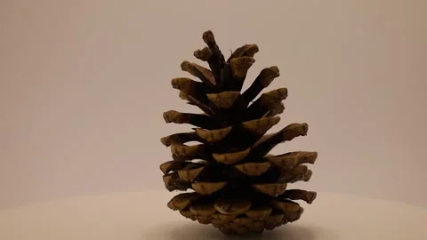 Experience the unique textures and patterns of a pine cone as it rota Stock Footage 328633903