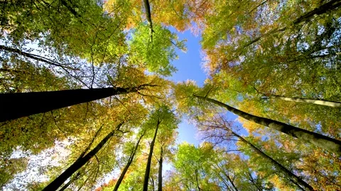Experience the Vibrant Autumn Canopy View from Below During Your Next Outdoor Stock Footage 289838739
