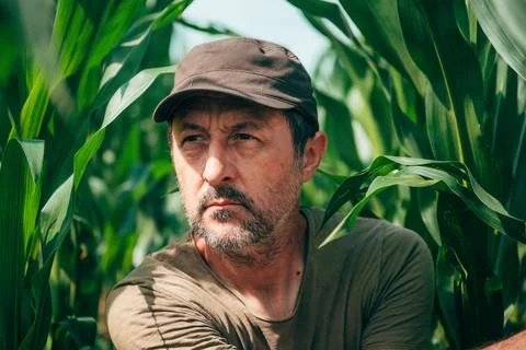 Experienced agricultural worker inspecting a maize field under natural dayl.. Stock Photos