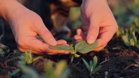 Experienced agronomist hands pay close attention to seedlings condition Stock Footage 255615767