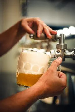 Experienced bartender pouring draft beer into a glass. Pilsner (also pilsener Stock-Fotos
