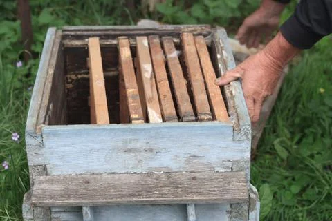 An experienced beekeeper inspects an old empty beehive with frames inside, close Stock Photos