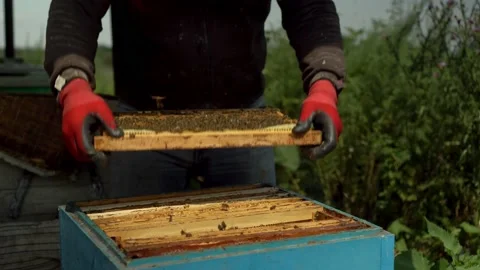 An experienced beekeeper takes out a frame with combs from the hive and inspects Video stock 203856640