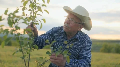 Experienced Cowboy Farmer Examines Tree in Field at Sunset Glow Stock Footage 309147356