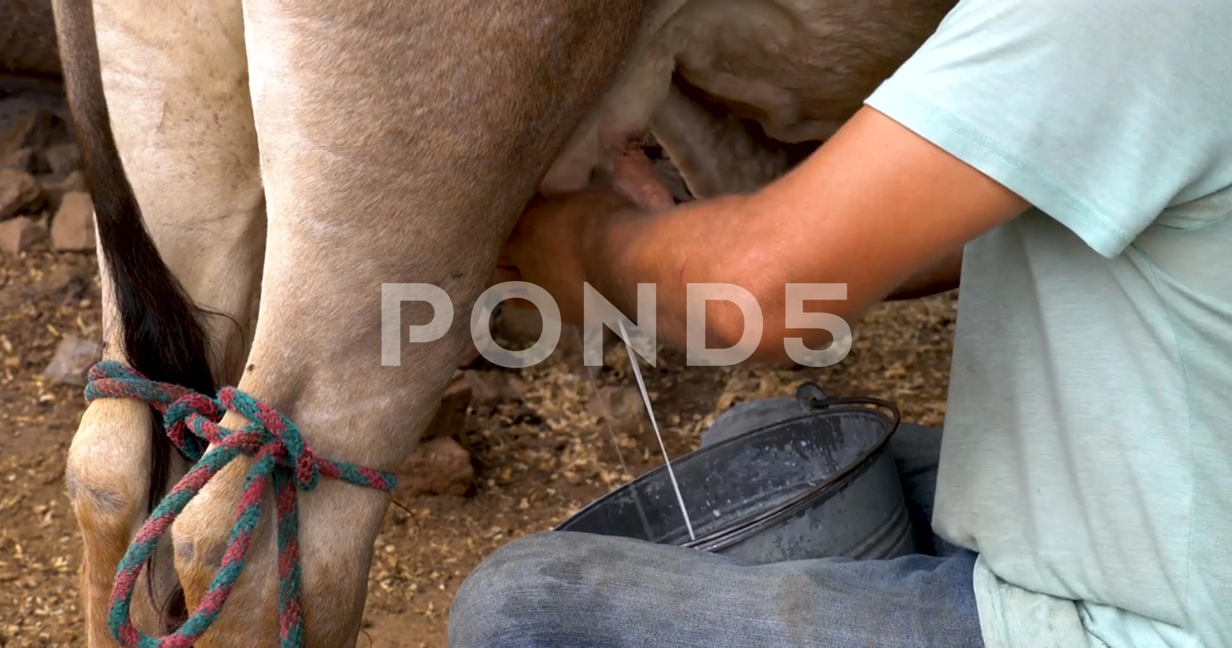 Experienced dairy farmer man milking a cow for milk