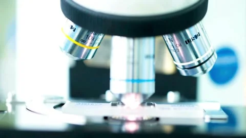 An experienced entomologist examines insect specimens under a microscope. Stock Footage 336583234