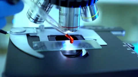 An experienced entomologist examines insect specimens under a microscope. Stock Footage 336583286