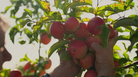 An experienced farmer and agronomist will check the harvest of ripe apples. Stock Footage 252389691