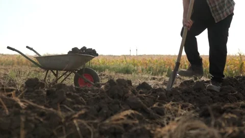 Experienced Farmer Loading Ground into Wheelbarrow in the Field Video stock 329406672