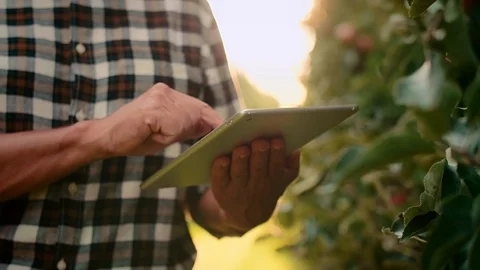 Experienced farmer with tablet controlling his apples in orchard Stock Footage 117354556