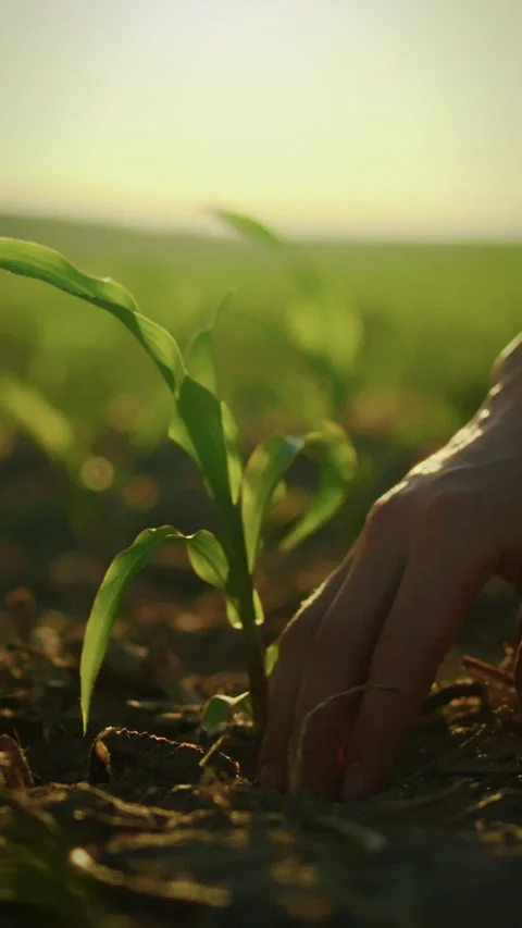Experienced farmer tests soil quality in flourishing corn field during sunse Stock Footage 331573731
