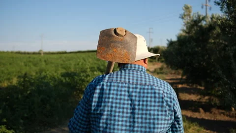 An experienced farmer walks through lush green rows in a vibrant vineyard Stock Footage 326107022