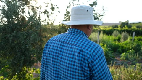 An experienced farmer walks through lush green rows in a vibrant vineyard Stock Footage 326107032