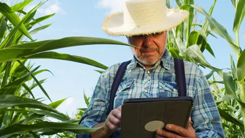 Experienced farmer wearing straw hat, touching corn leaves. Agronomist holding Stock Footage 158757507